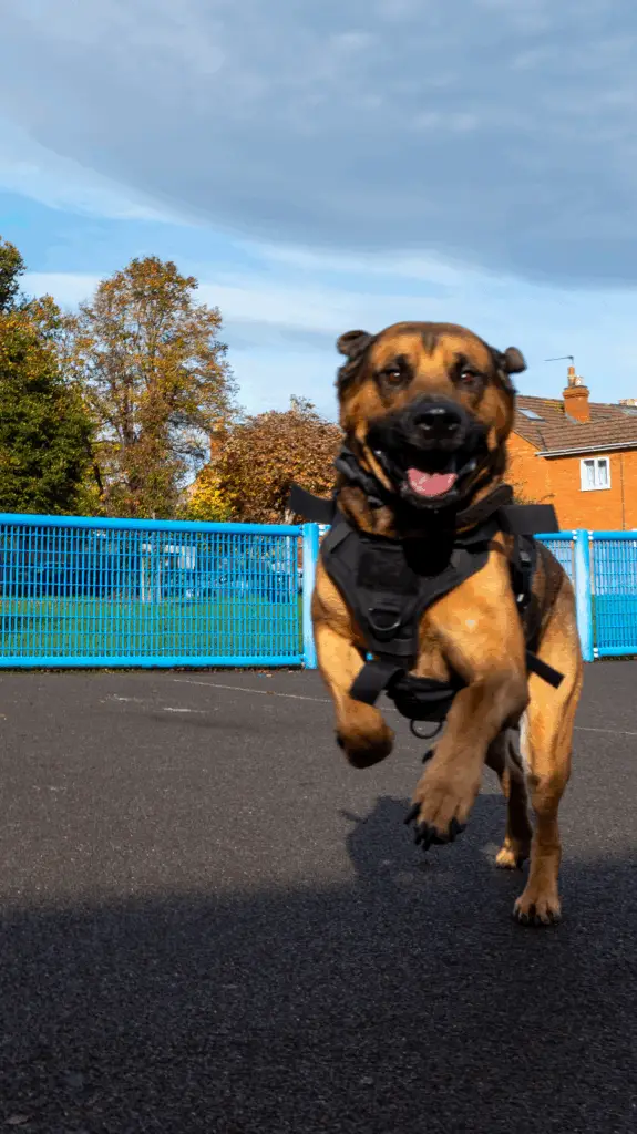 A large 8-stone German Shepherd cross Mastiff running happily in a local park in Gloucester on a sunny day.