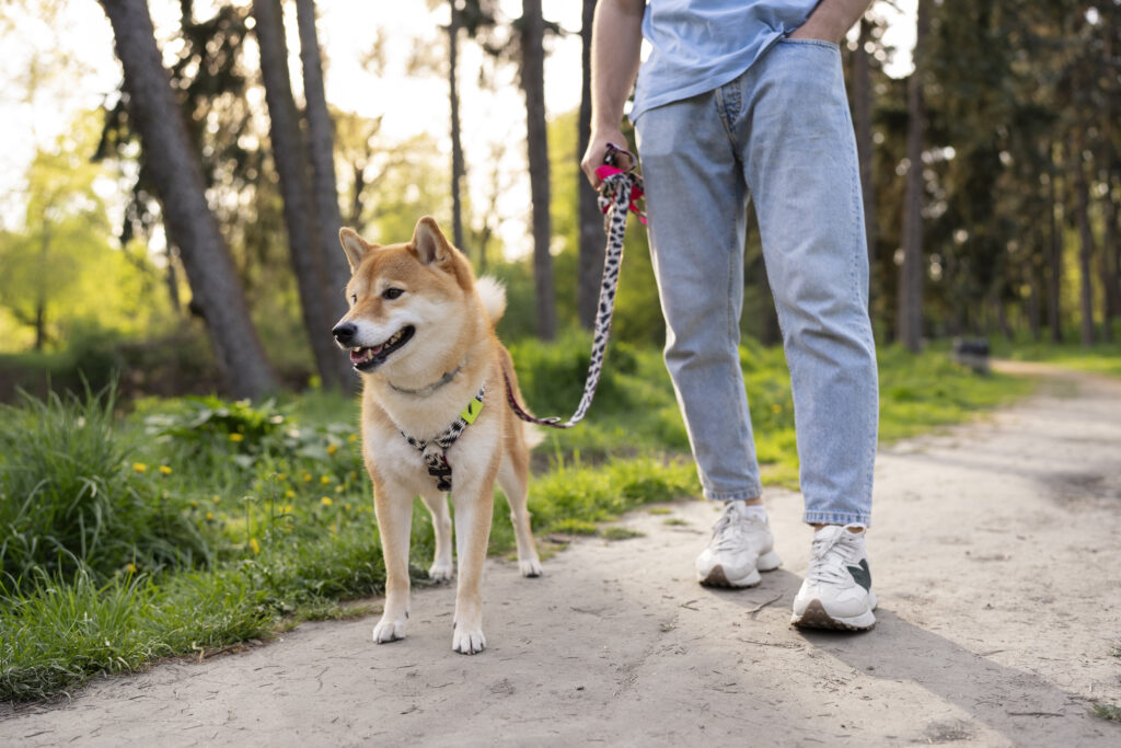 Person walking a Shiba Inu dog on a lead along a woodland path