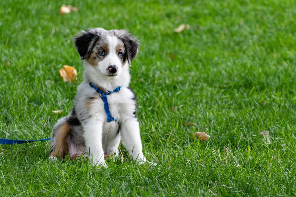 Small dog sitting on green grass.