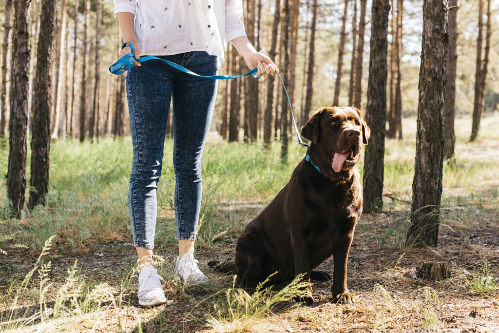Woman walking a dog on a lead through a forest