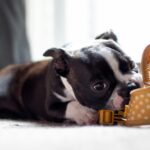 Understanding Dog Body Language: What the Whites in Your Dog’s Eyes Really Mean