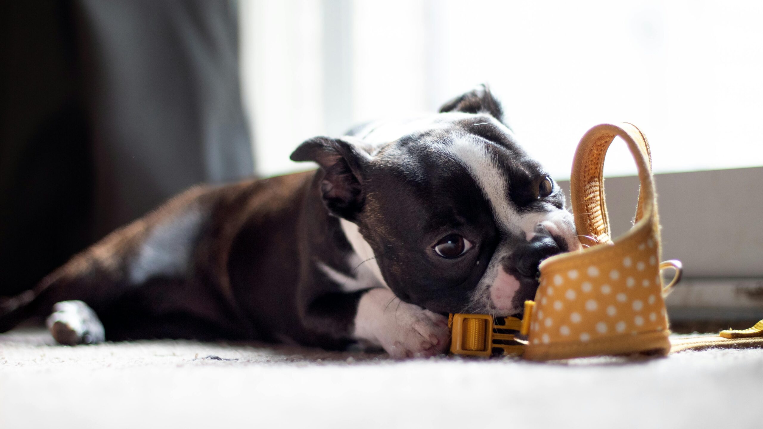 Understanding Dog Body Language: What the Whites in Your Dog’s Eyes Really Mean