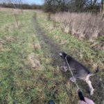 Walking Sky: A Calm Countryside Dog Walk in Charlton Kings, Cheltenham