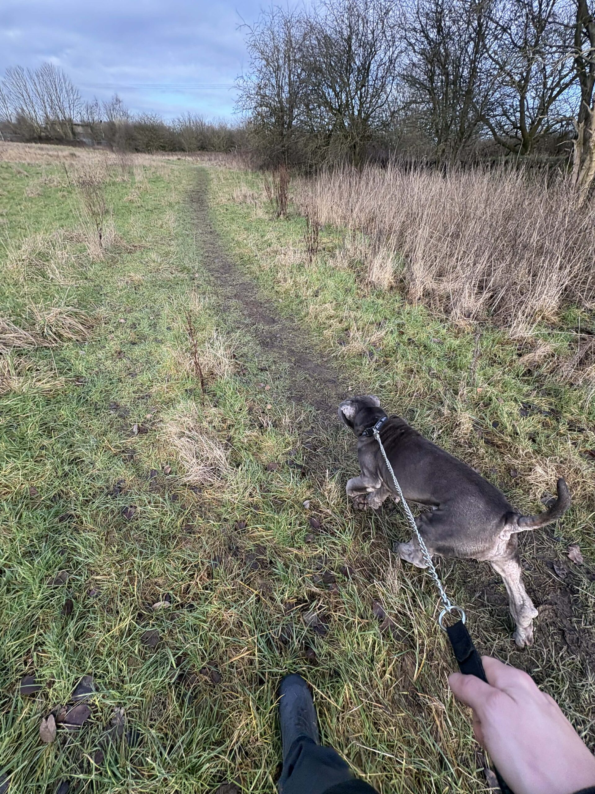 Walking Sky: A Calm Countryside Dog Walk in Charlton Kings, Cheltenham