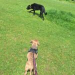 Meeting Two Dogs Before Their Pet Sitting Stay in Cheltenham