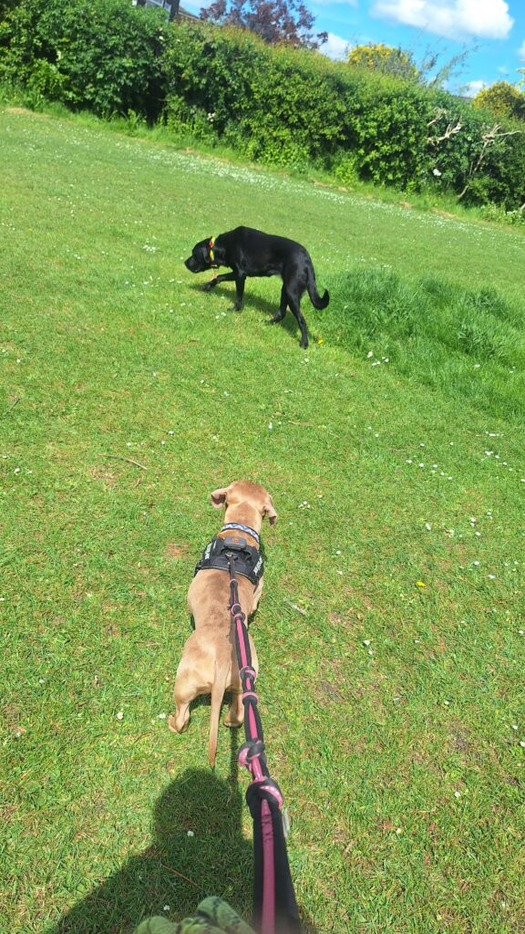 Two dogs during a meet and greet before pet sitting in Cheltenham