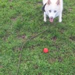 Pomeranian Husky Dog Walks in Cheltenham | NG Dog Walking