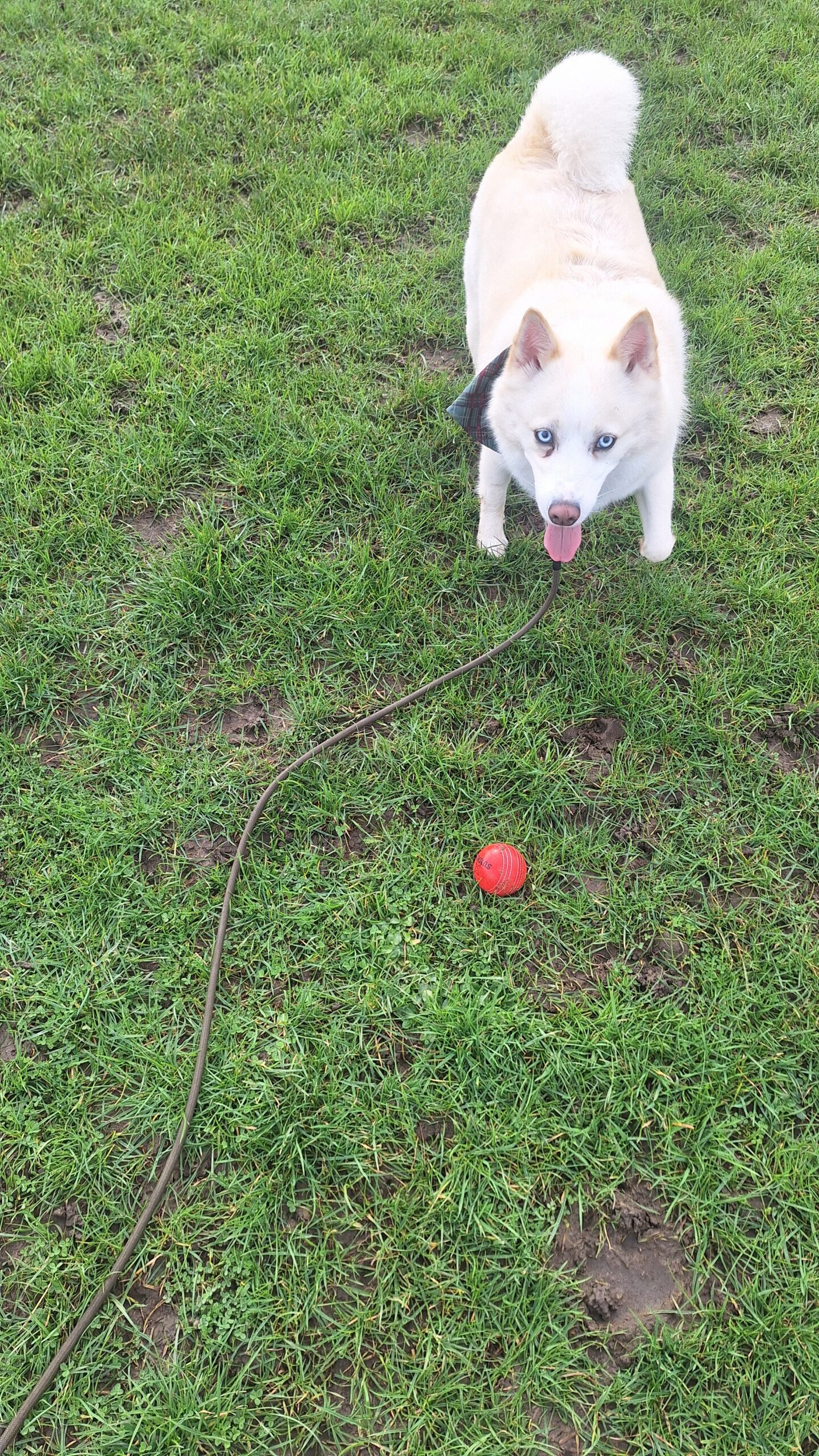 Pomeranian Husky Dog Walks in Cheltenham | NG Dog Walking
