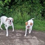 Keeping Your Dog Cool in Hot Weather | Dog Walking Cheltenham