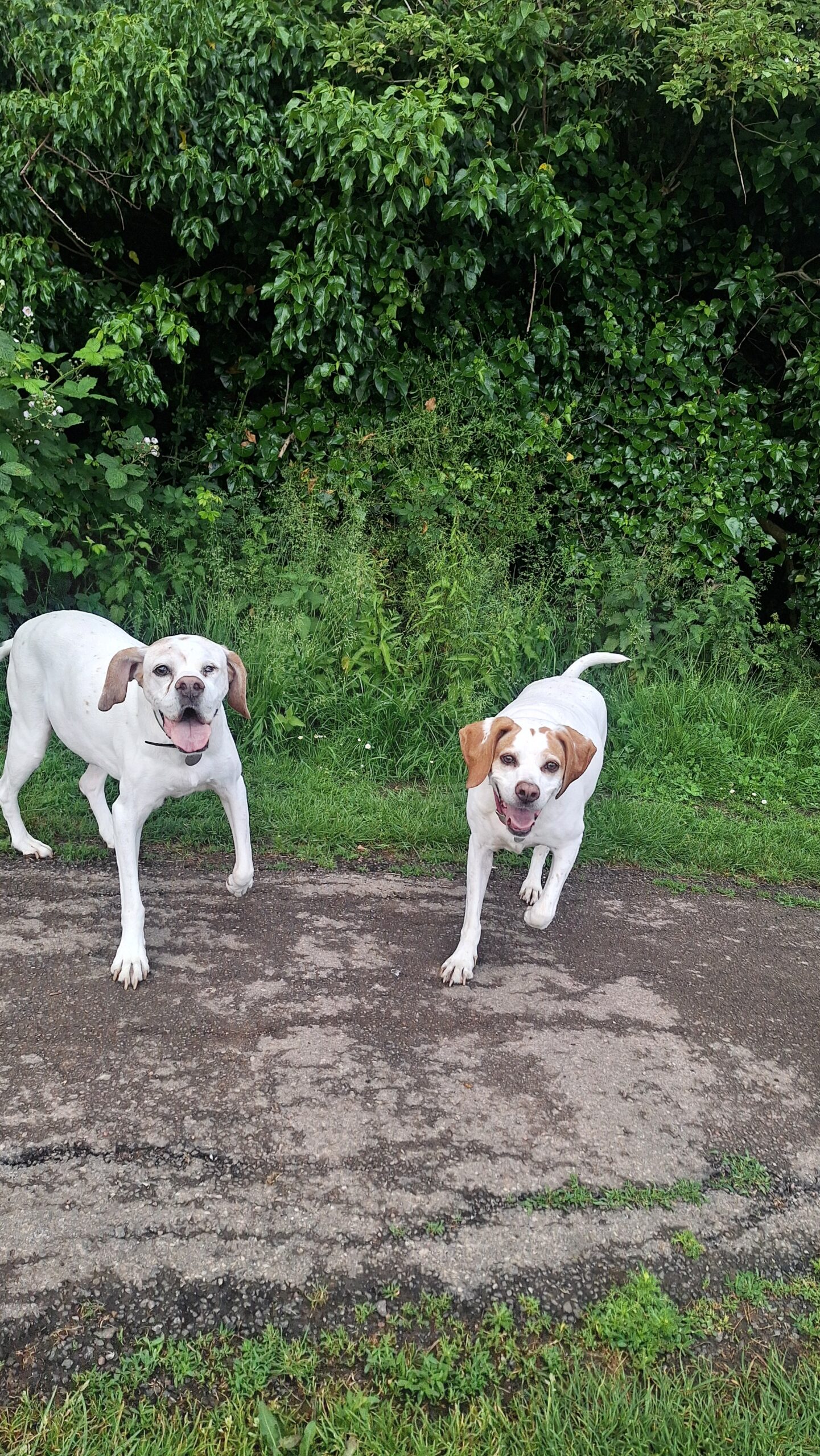Two Pointers enjoying the cool weather!