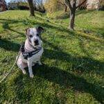 Meet Raffy – A Gentle Giant Exploring Wyman’s Brook