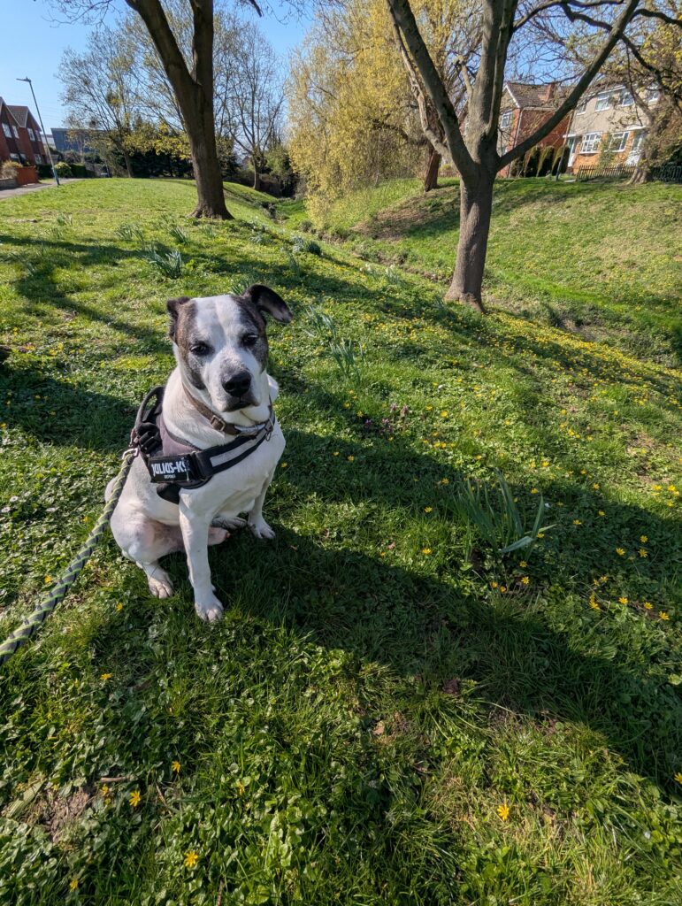 Dog Walk Wyman's Brook Cheltenham